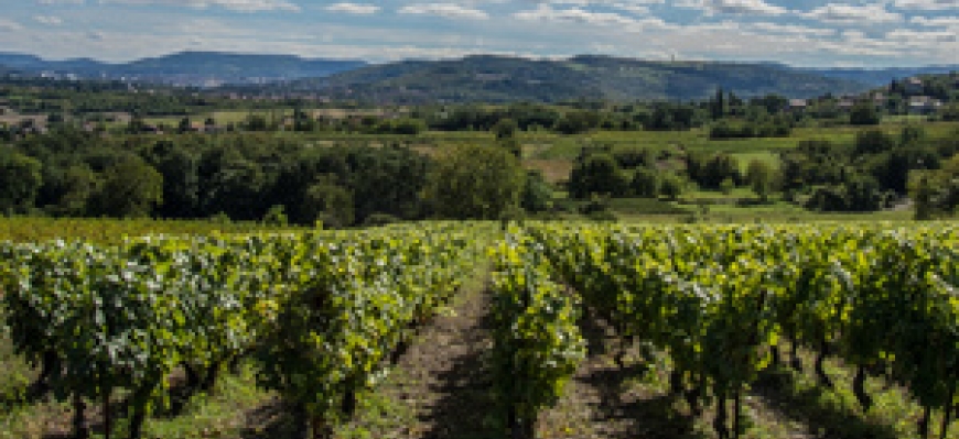 Balade dans les vignes