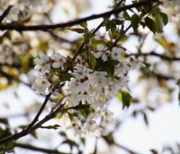 Printemps Aulnatois